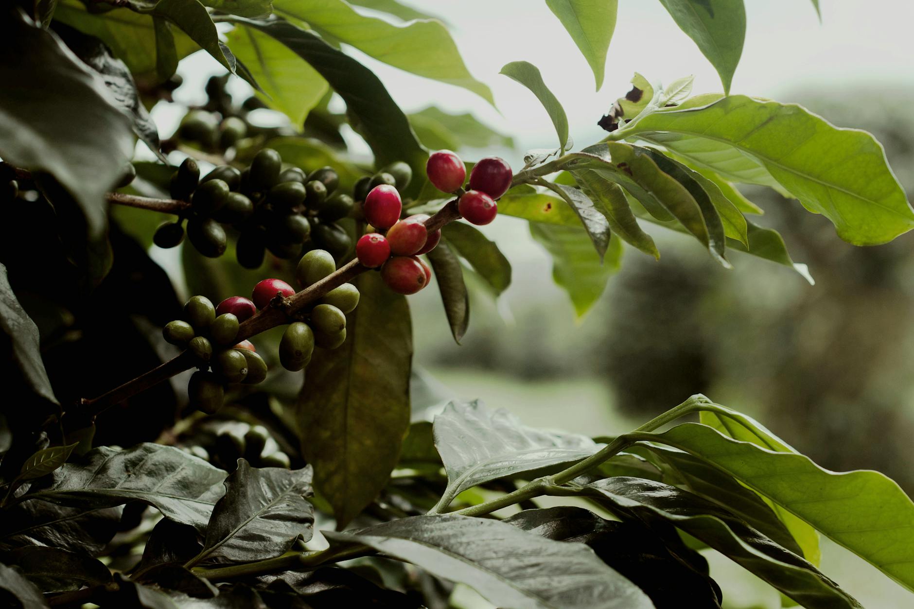 sustainability coffee