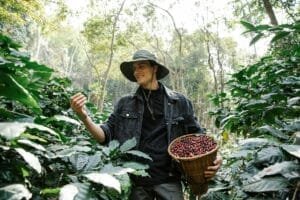 positive man harvesting coffee berries in woods