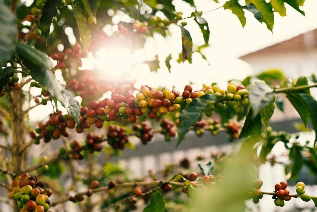 pexels-photo-1556665-1556665 Red and Yellow Coffee Berries on Branch