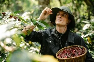 fairtrade coffee - coffee price