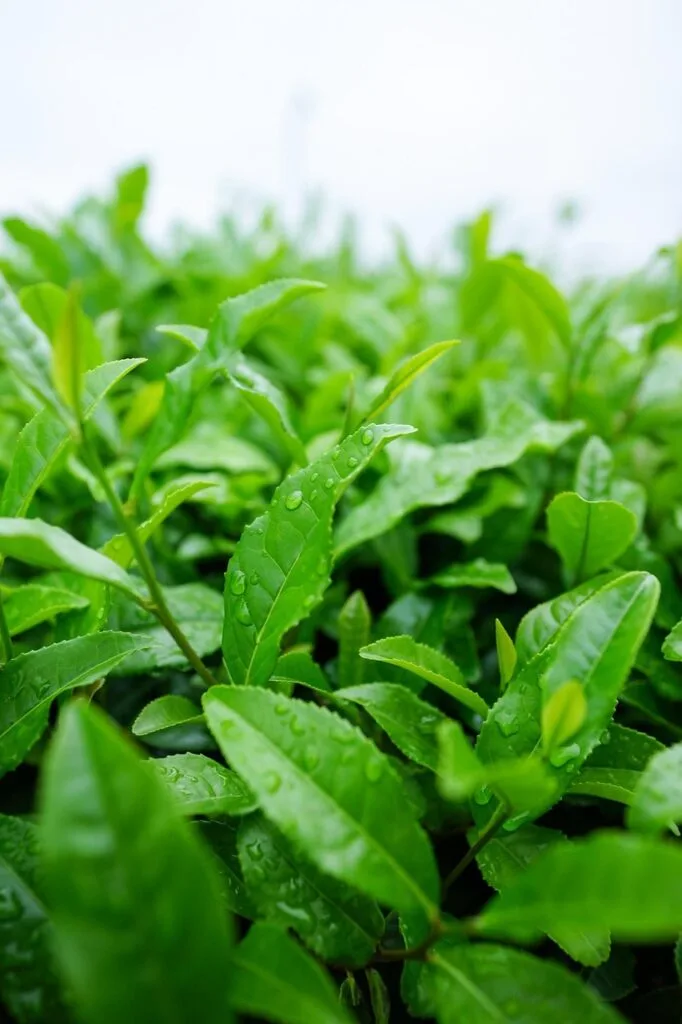 japanese tea, sayama tea, japan, matcha, green, natural, nature, tea, saitama, leaf