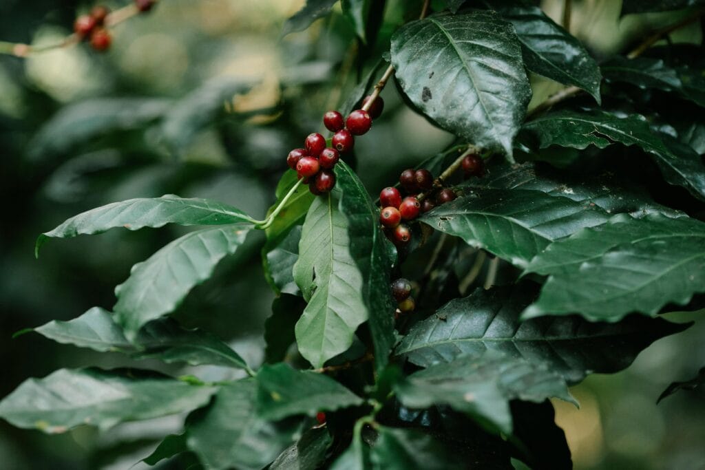 The New Wave of Sustainable Coffee Practices